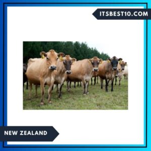 New Zealand